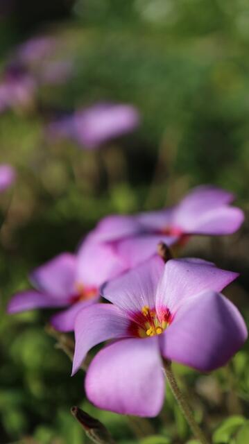 Oxalis callosa