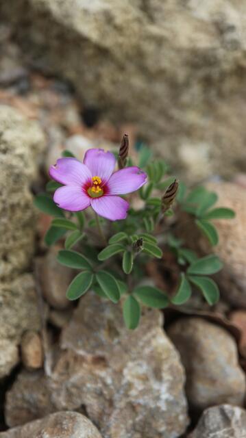 Oxalis callosa