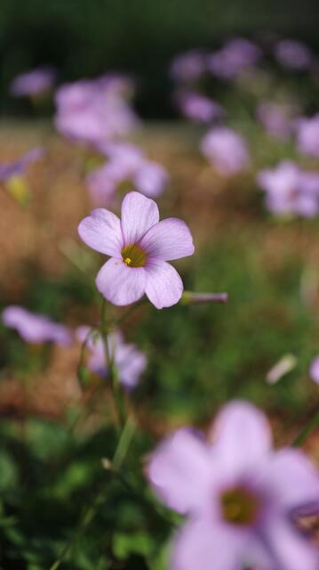 Oxalis caprina