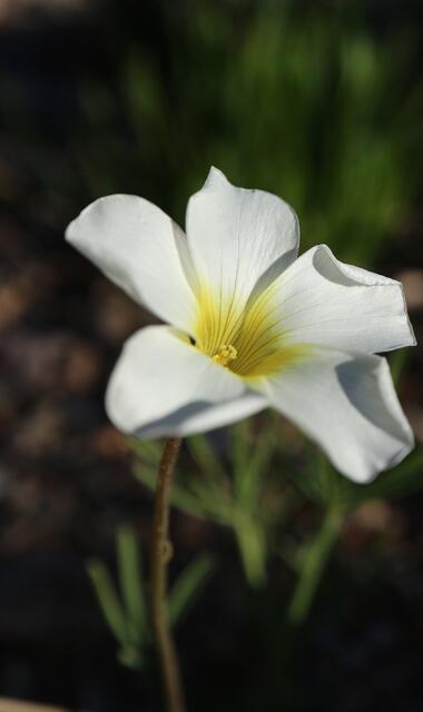 Oxalis cathara