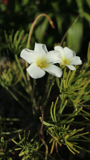 Oxalis cathara