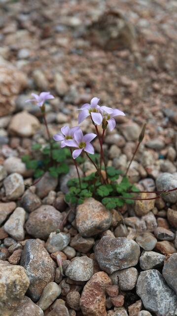Oxalis commutata