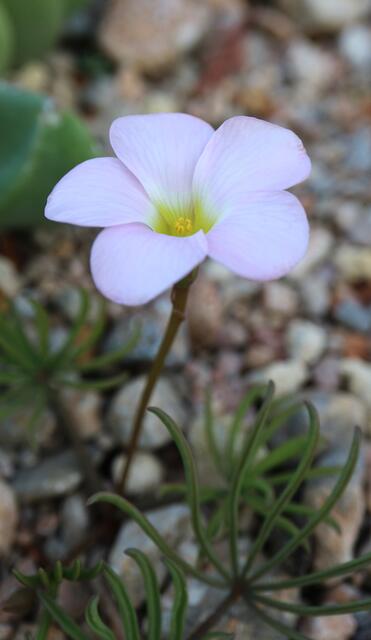 Oxalis flava 'Pink Form'