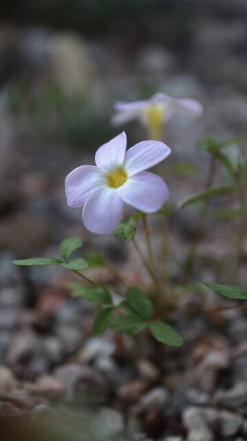 Oxalis fragrans