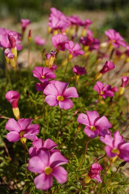 Oxalis glabra