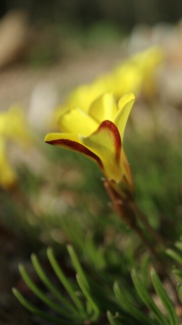 Oxalis 'Golden Cape'