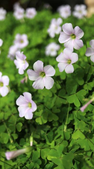 Oxalis incarnata