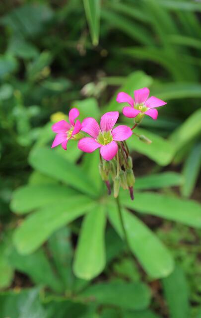 Oxalis lasiandra