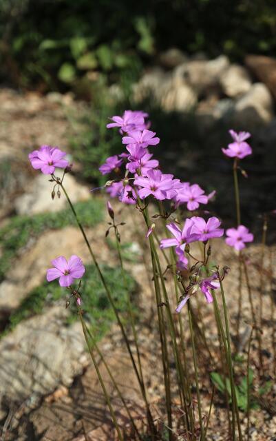 Oxalis livida