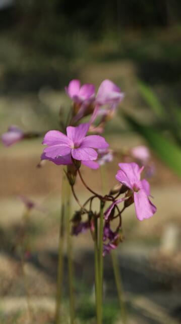 Oxalis livida