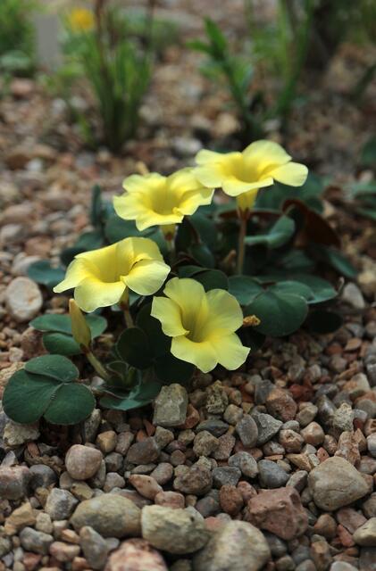 Oxalis luteola var. glauca