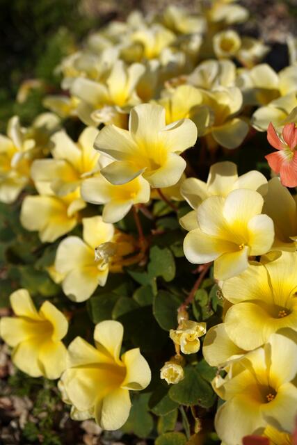 Oxalis luteola var. glauca