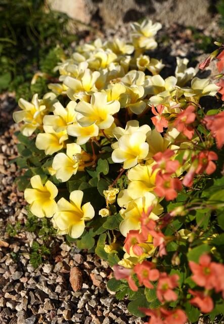 Oxalis luteola var. glauca