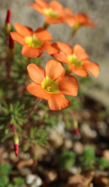 Oxalis massoniana