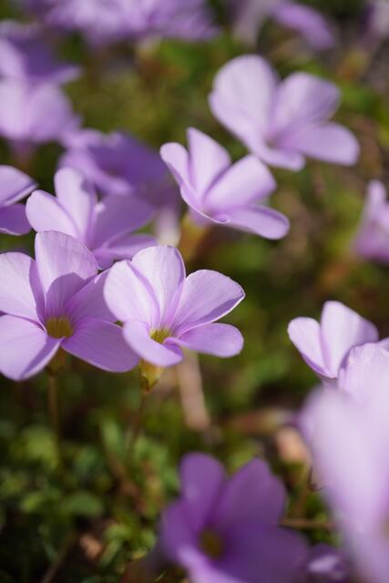 Oxalis minuta