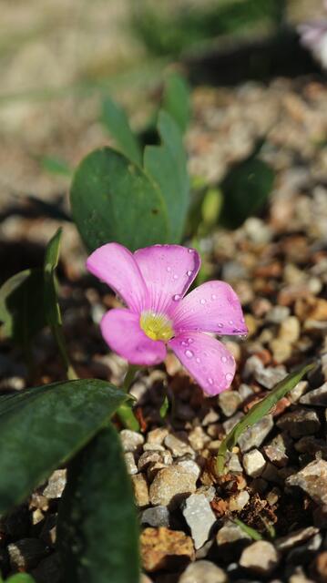 Oxalis nortieri