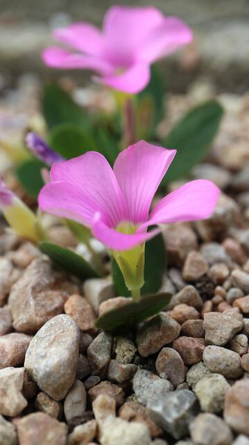Oxalis nortieri