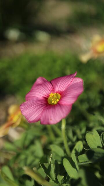 Oxalis obtusa