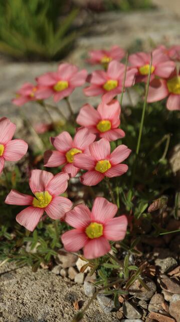 Oxalis obtusa