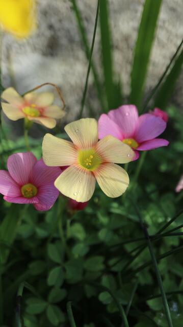 Oxalis obtusa