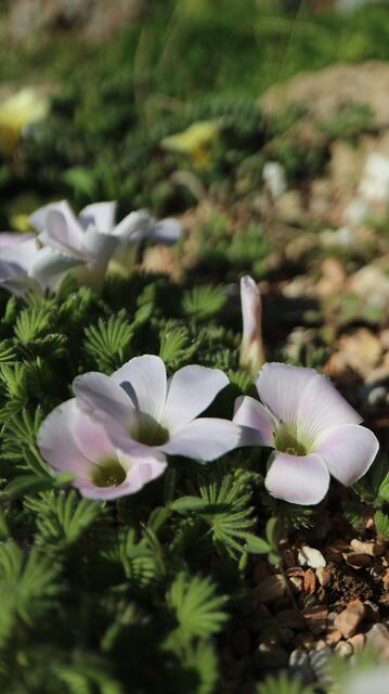 Oxalis palmifrons