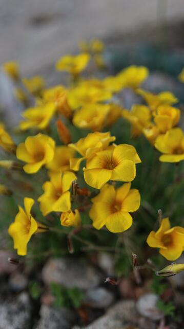 Oxalis perdicaria
