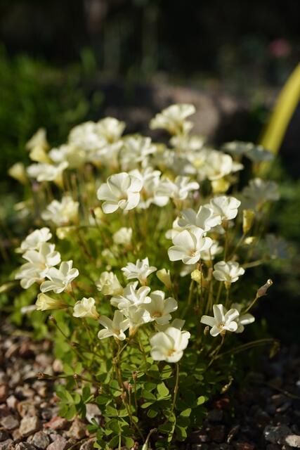 Oxalis perdicaria 'Lemon'