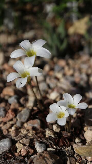 Oxalis pockockiae