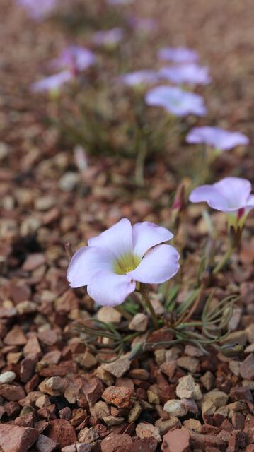 Oxalis polyphylla
