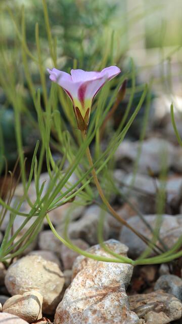 Oxalis polyphylla var. heptaphylla