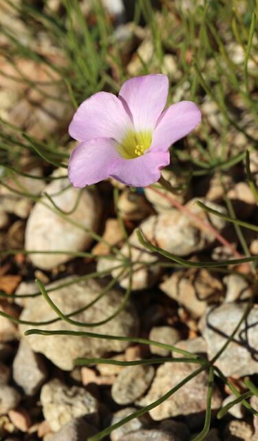 Oxalis polyphylla var. heptaphylla