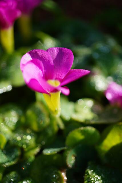 Oxalis purpurea