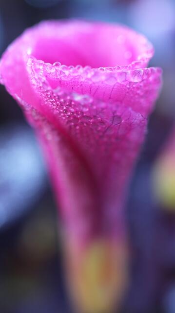 Oxalis purpurea 'Garnet'