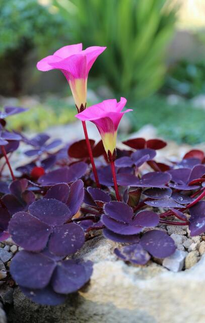 Oxalis purpurea 'Garnet'