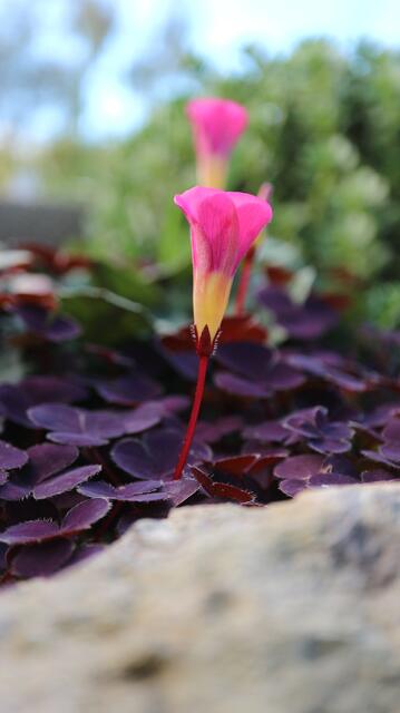 Oxalis purpurea 'Garnet'