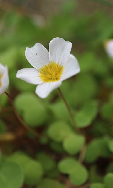 Oxalis simplex