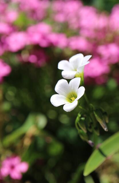 Oxalis sp.
