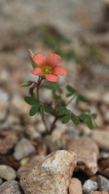 Oxalis stenorhincha