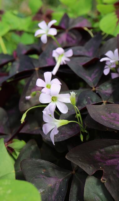 Oxalis triangularis