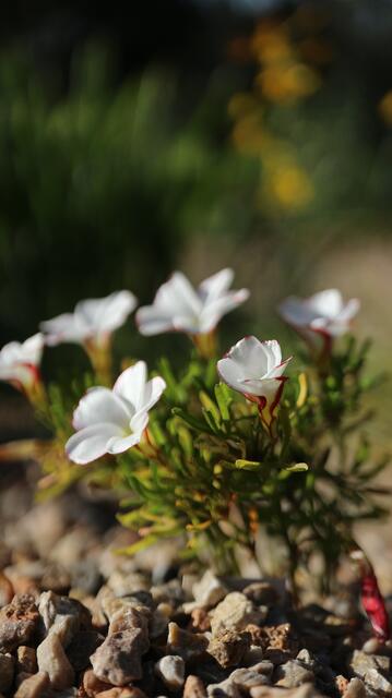 Oxalis versicolor