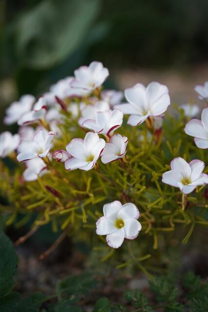 Oxalis versicolor