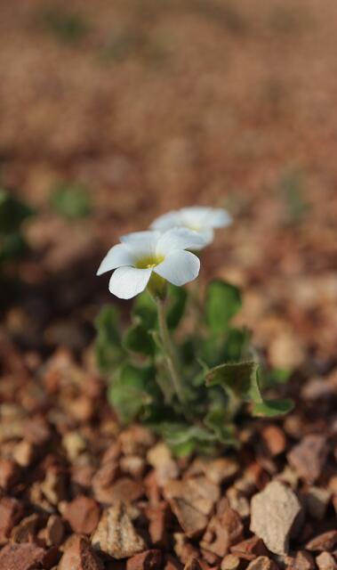 Oxalis virginea