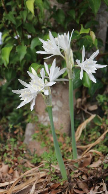 Pancratium canariense