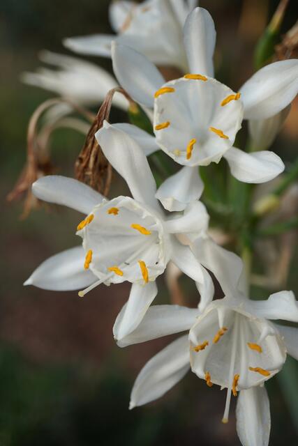 Pancratium canariense