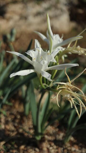 Pancratium maritimum