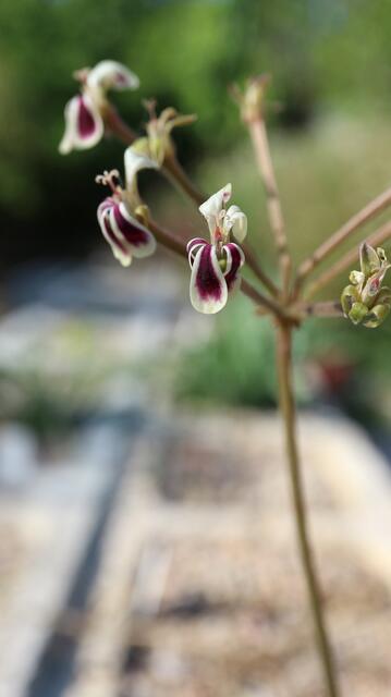 Pelargonium lobatum