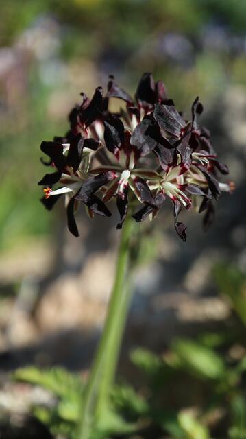 Pelargonium sp