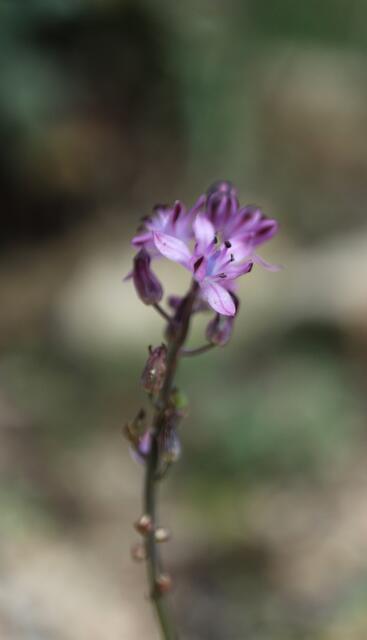 Prospero autumnale / ex Krk