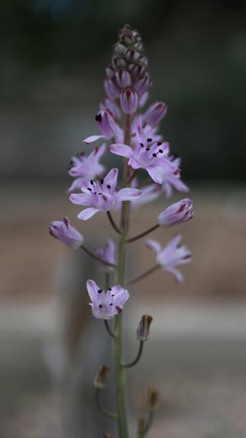 Prospero battagliae