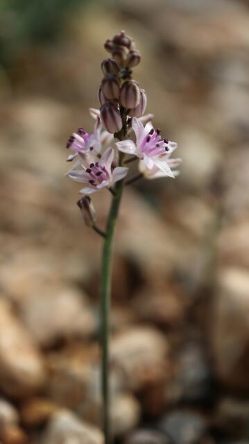 Prospero obtusifolium